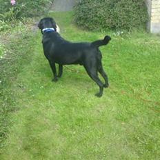 Labrador retriever Max (16.06.2008 - 10.06.2020)