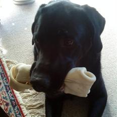 Labrador retriever Max (16.06.2008 - 10.06.2020)