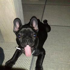 Fransk bulldog Bobby Olsen