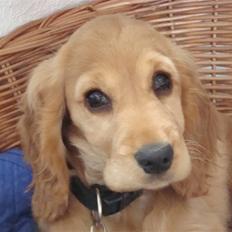 Cocker spaniel Bertha