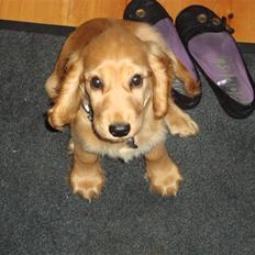 Cocker spaniel Bertha