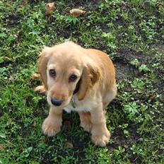 Cocker spaniel Bertha