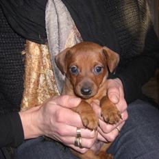 Dvaergpinscher Zorro