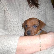 Dvaergpinscher Zorro