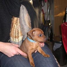 Dvaergpinscher Zorro