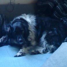 Blanding af racer Kvik