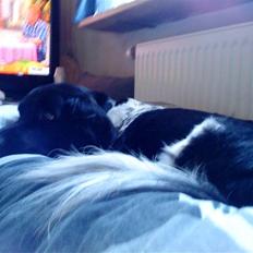 Blanding af racer Kvik