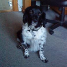 Blanding af racer Kvik