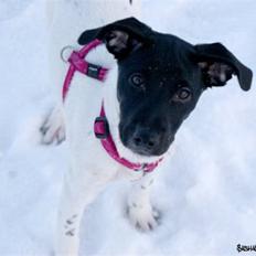 Glathåret foxterrier Missy