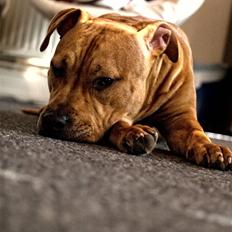 Amerikansk staffordshire terrier bella