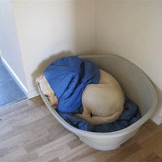 Labrador retriever Tarzan