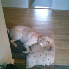 Labrador retriever Tarzan