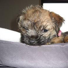 Border terrier Miley 