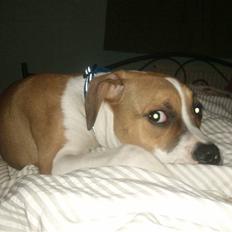 Amerikansk bulldog bubbi