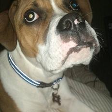 Amerikansk bulldog bubbi