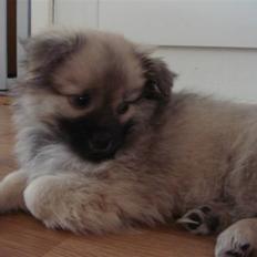 Blanding af racer Bailey