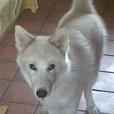 Grønlandshund Malik