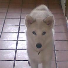 Grønlandshund Malik