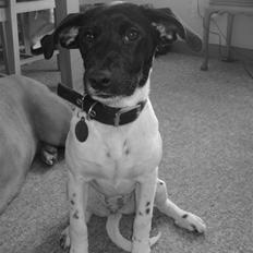 Glathåret foxterrier Missy