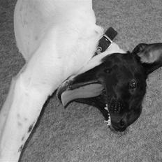 Glathåret foxterrier Missy