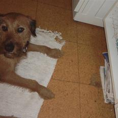 Blanding af racer Sofie (familie'hund)