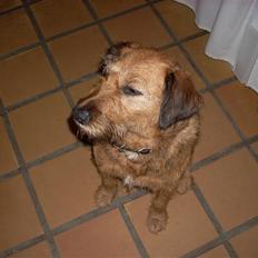 Blanding af racer Sofie (familie'hund)