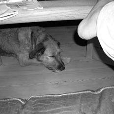 Blanding af racer Sofie (familie'hund)