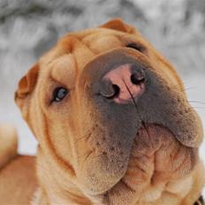 Shar pei Mille