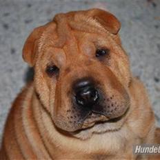 Shar pei Mille