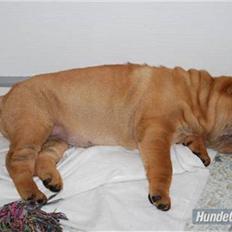 Shar pei Mille