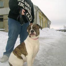 Amerikansk bulldog Topp`s Magic Star.. R.I.P