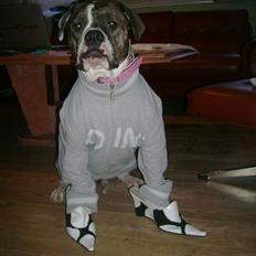 Amerikansk bulldog Topp`s Magic Star.. R.I.P