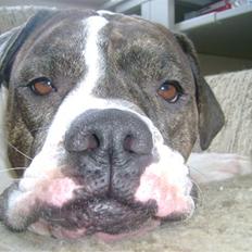 Amerikansk bulldog Topp`s Magic Star.. R.I.P