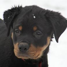 Rottweiler Samos