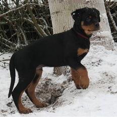 Rottweiler Samos