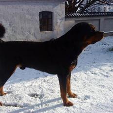 Rottweiler Shaggy