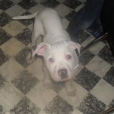 Amerikansk bulldog Gucci