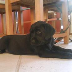 Labrador retriever Shiva