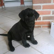 Labrador retriever Shiva