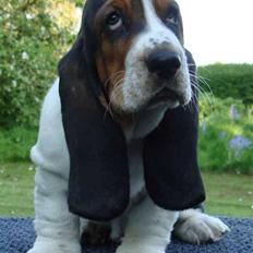 Basset hound Bobass Monty