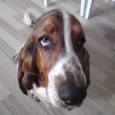 Basset hound Bobass Monty