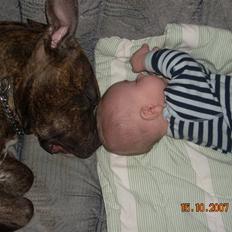 Amerikansk staffordshire terrier Chica