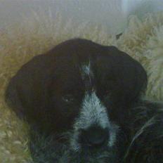 Ruhåret hønsehund Bilde's Donna