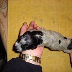 Ruhåret hønsehund Bilde's Donna