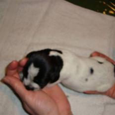 Ruhåret hønsehund Bilde's Donna