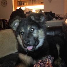 Blanding af racer Paya