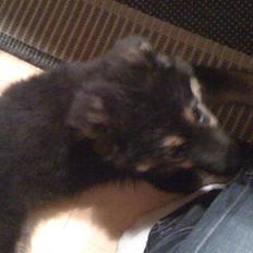 Blanding af racer Paya