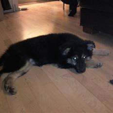 Blanding af racer Paya