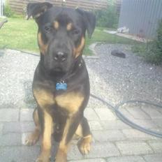 Blanding af racer Milo R.I.P