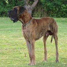 Grand danois Bamse *R.I.P* †